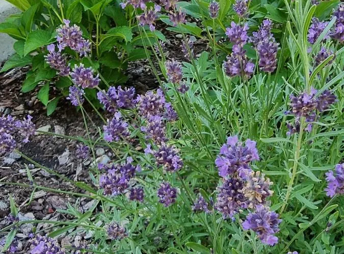 Appartamento Ladner By Interhome *